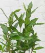 bay bush close up July 2025