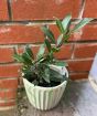 Small Bay Tree