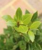 Bay leaves close up