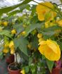 Large Chinese Bellflower       