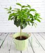 Bergamot Tree
