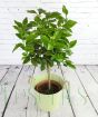 Bergamot Tree in Green Pail