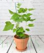 Blackcurrant bush early July