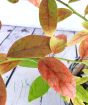 Autumnal blueberry leaves