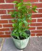 Blueberry Bush