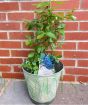 Blueberry Bush    