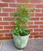 Blueberry Bush    