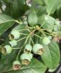 Blueberry Bush    