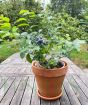 Blueberry bush in fruit July 2025