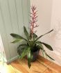 Blue Rain Bromeliad