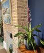 Blue Rain Bromelia