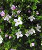 flowers and buds close up