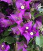 Large Bougainvillea Pyramid