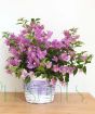 Bougainvillea bush in purple basket