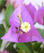 Purple Bougainvillea Closeup