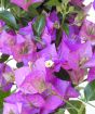 Purple Bougainvillea Bracts