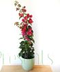 bougainvillea "Rose" pyramid