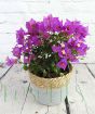 Bougainvillea Purple Glabra