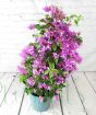 Large Purple Bougainvillea