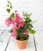 Young Bougainvillea Trellis