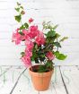 Bougainvillea trellis