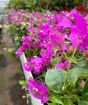Bougainvillea bench