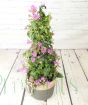 New Season Bougainvillea pyramid