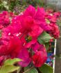 Young Bougainvillea Trellis