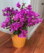 Bougainvillea Bush