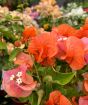 Bougainvillea trellis orange