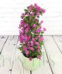 Large Purple Bougainvillea Pyramid