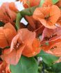 CLose up of orange bougainvillea bracts