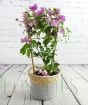 Purple bougainvillea trellis