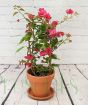 Bougainvillea Trellis Pink