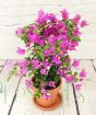 Young Bougainvillea Trellis