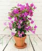 Bougainvillea Trellis Purple Glabra
