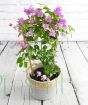 Purple bougainvillea trellis in seagrass basket