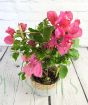 dark pink bougainvillea trellis from above