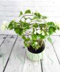 Bougainvillea trellis white