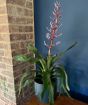 Blue Rain Bromelia