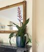 Blue Rain Bromelia