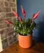 Vriesea Astrid