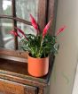 Bromeliad