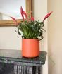 Vriesea Astrid