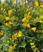 Flowering Broom
