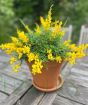 Flowering Broom          
