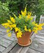 Flowering Broom May