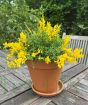 Flowering Broom          