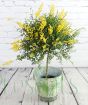 Flowering broom in a tropical leaf container