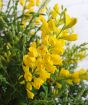 Close up of broom flower